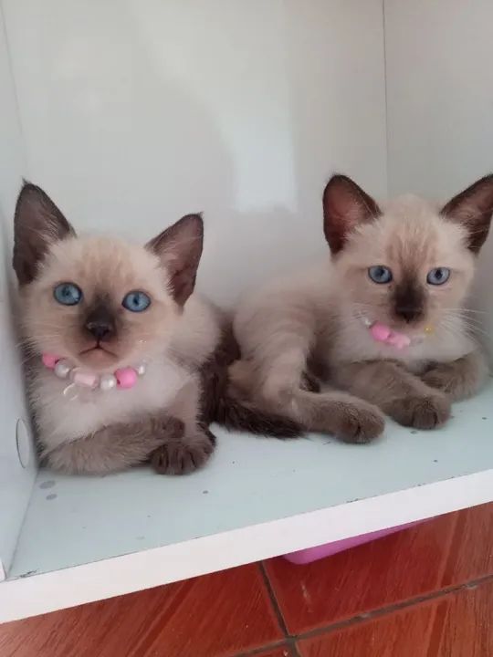 Gata sianesa - Foto 2