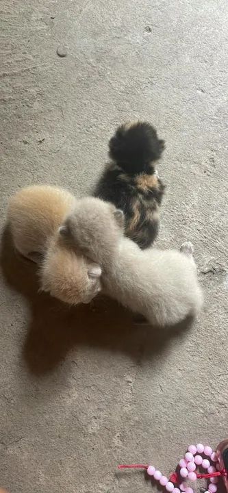 Gatinhos ? para doação 