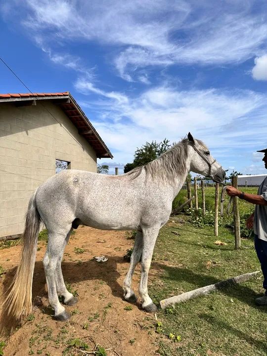 Cavalo meio sangue mangalarga 
