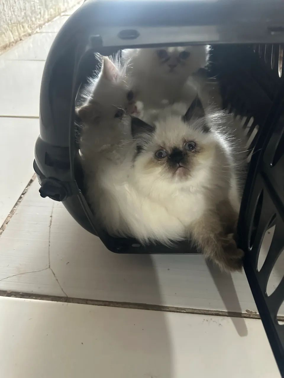 Filhote gato persa himalaia  - Foto 3