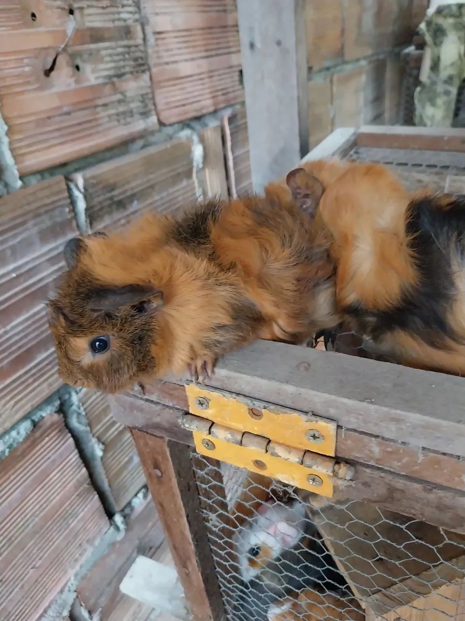 Pouquinho da Índia  - Foto 2