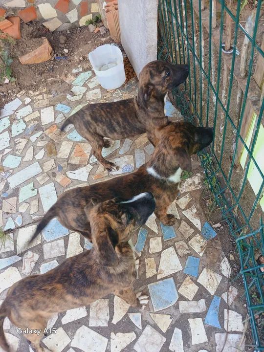 Filhotes de cachorro srd não sabemos tipo de raça é  - Foto 3