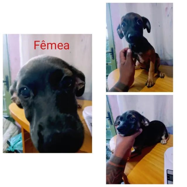 Doação de filhotes de cachorro - Foto 5