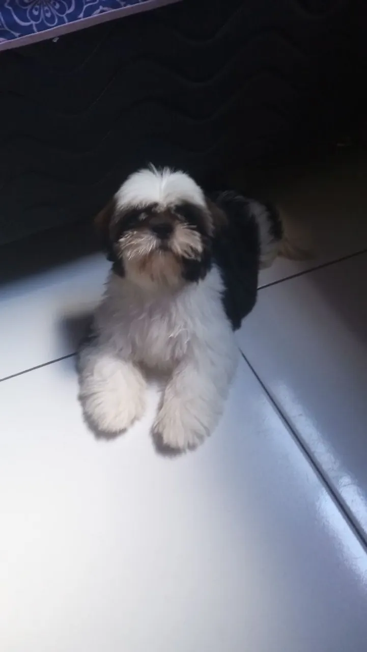 Vendo Shitzu fêmea