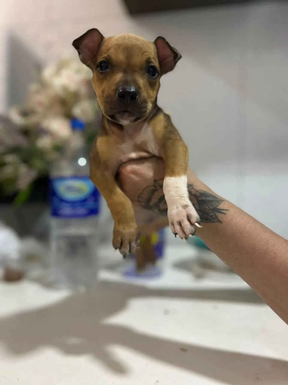 Filhote fêmea de pitbull com 2 meses