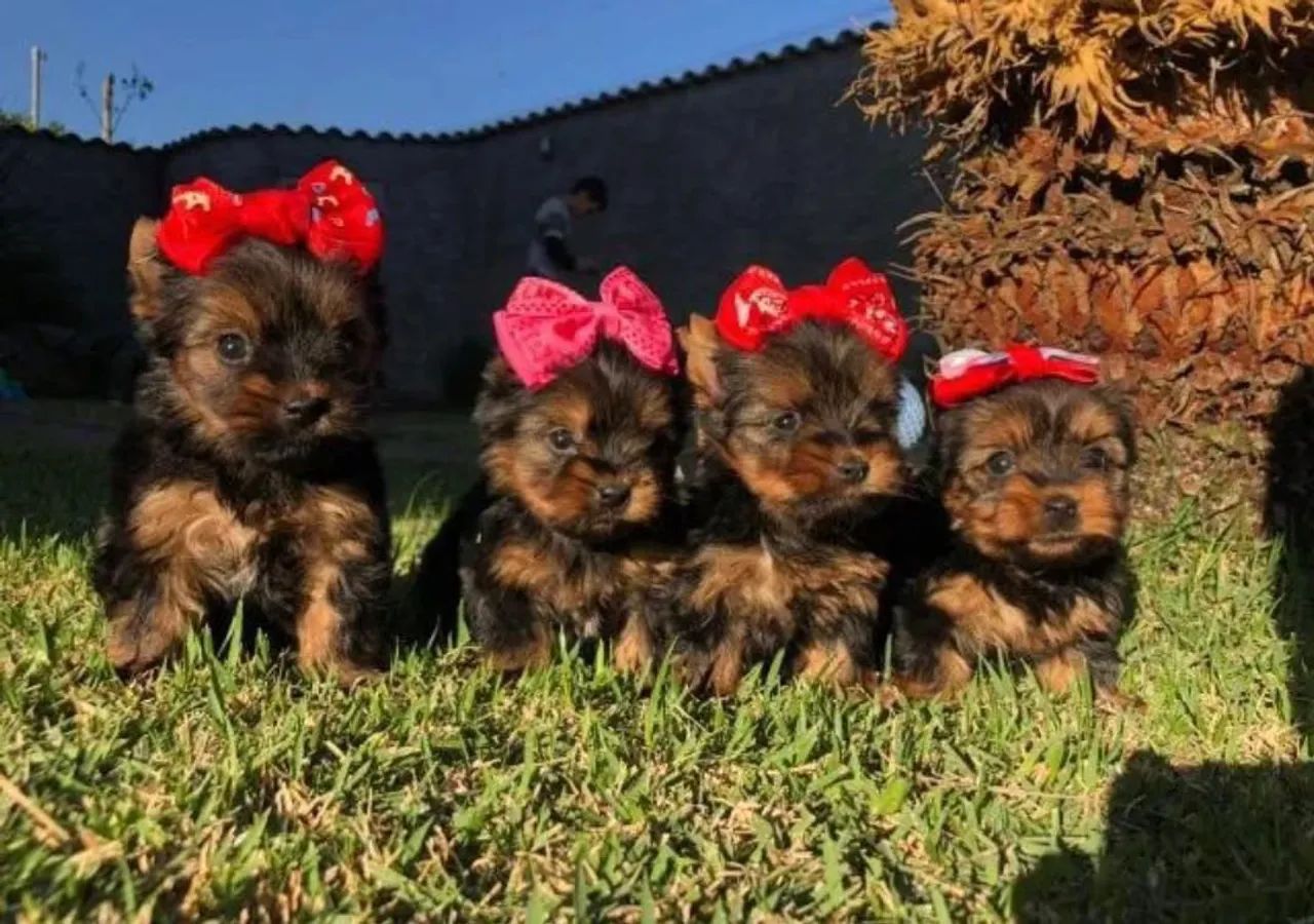 Filhotes Yorkshire Terrier  - Foto 2