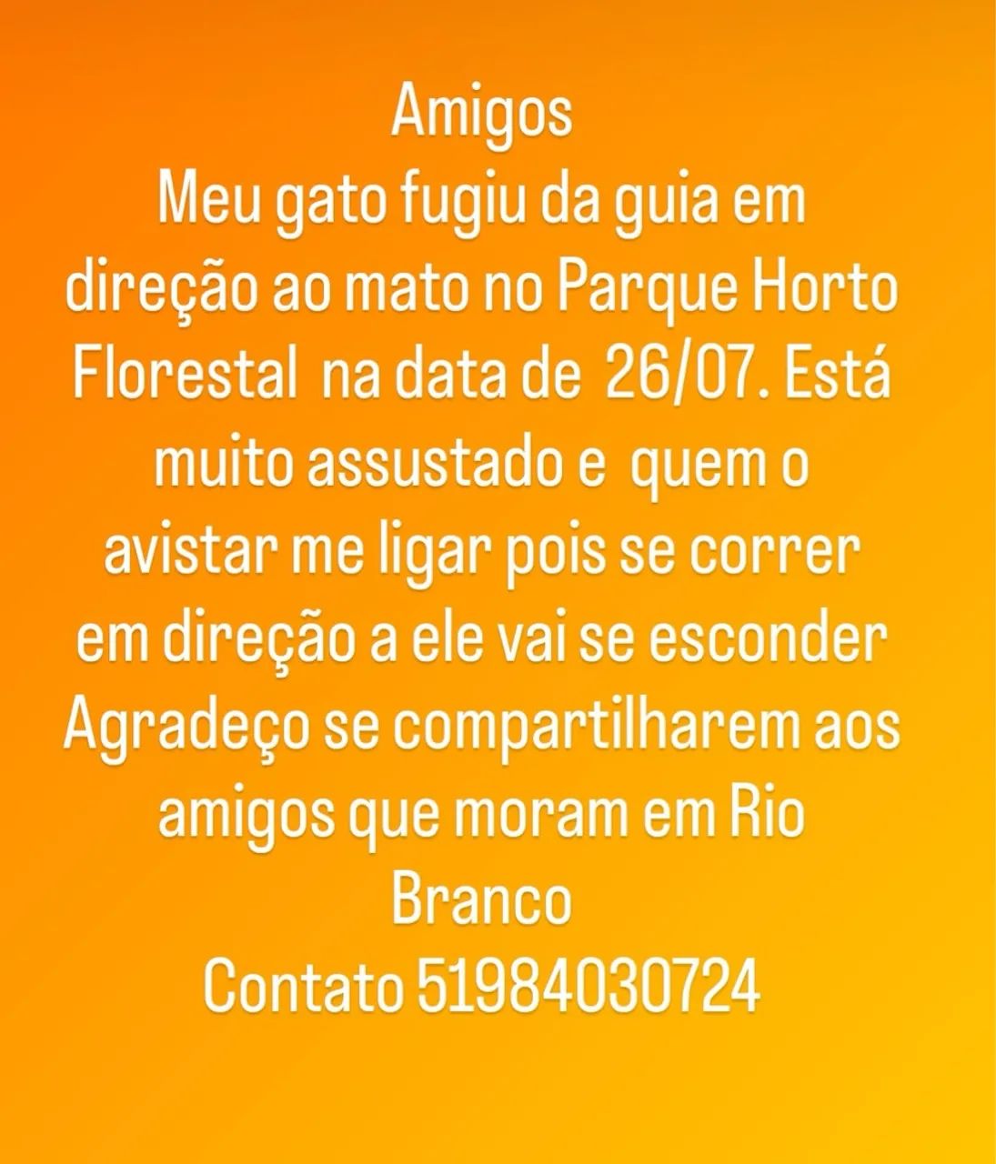 Gatinho perdido - R$ 1000,00 Recompensa! - Foto 5