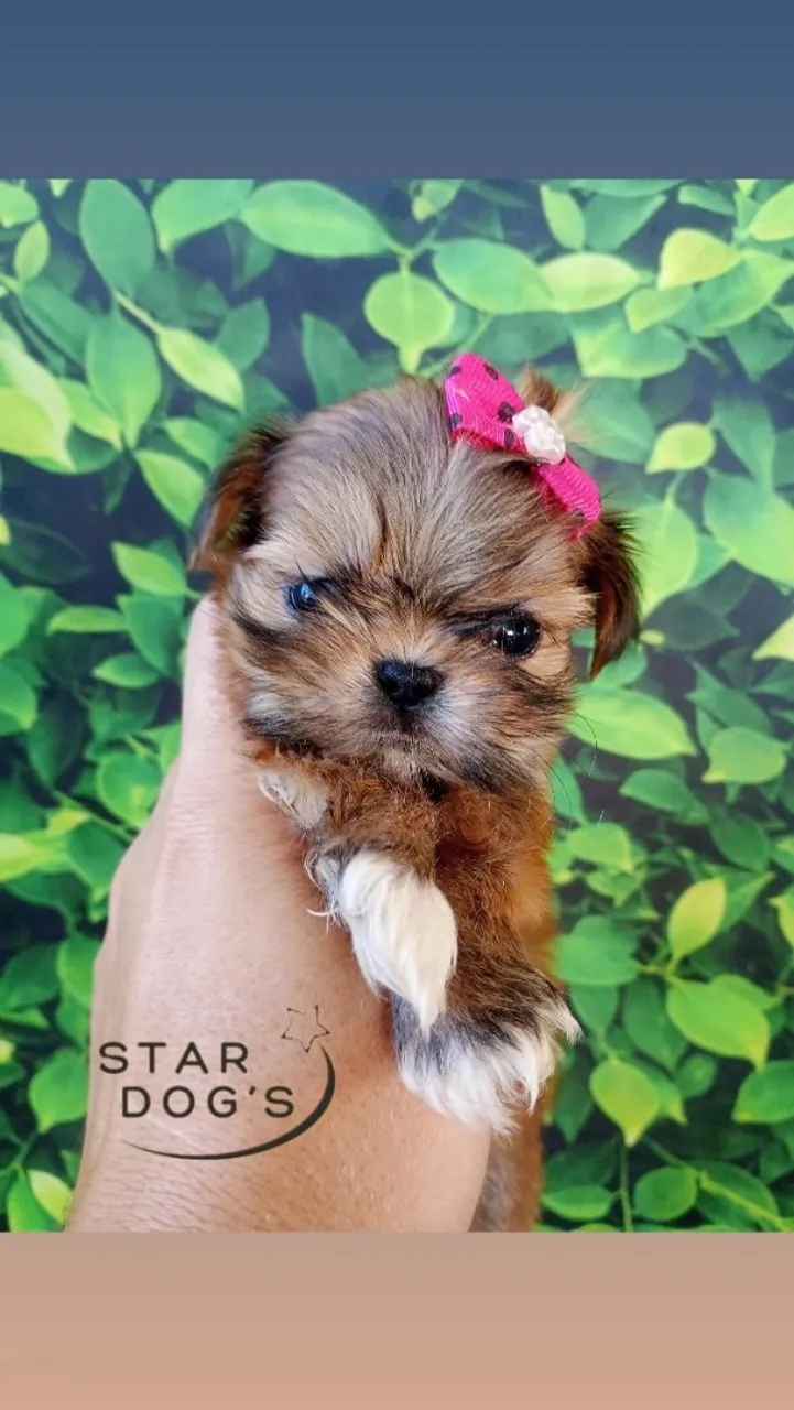 Mini shihtzu