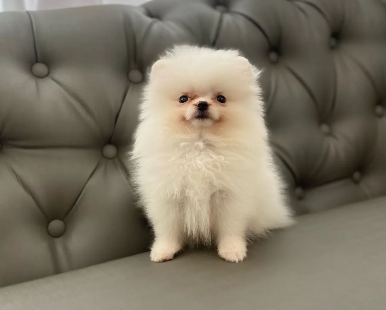 Filhote de Lulu da pomerânia anã LEGÍTIMA  - Foto 3