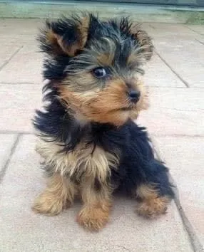 Yorkshire Terrier Filhotes com olhar de canto