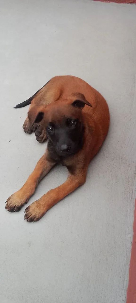 Pastor Belga Malinois com PEDIGREE CBKC  - Foto 2