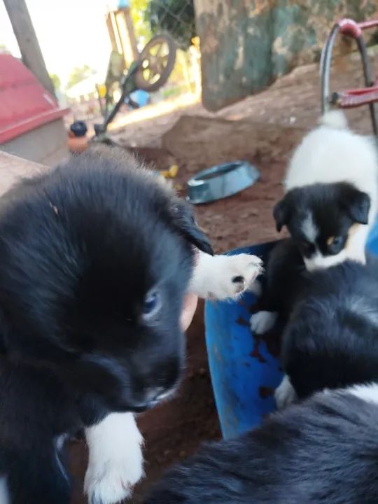 Vende se filhote de border collie  - Foto 2