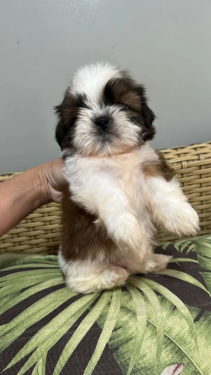 Lhasa Apso Lealdade e Personalidade Únicas! - Foto 2