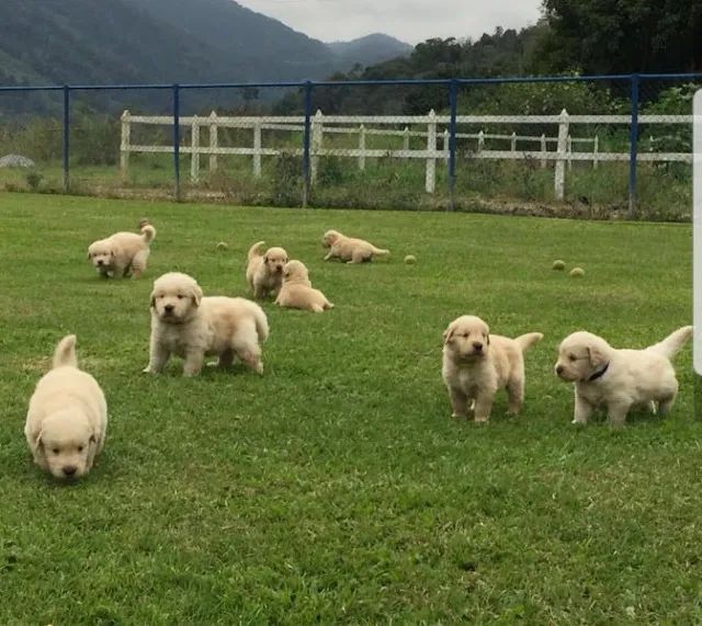 Golden Retriever Deu a Louca na Reborn pets, SUPER PROMOÇÂO Para aquisição imediata  - Foto 2