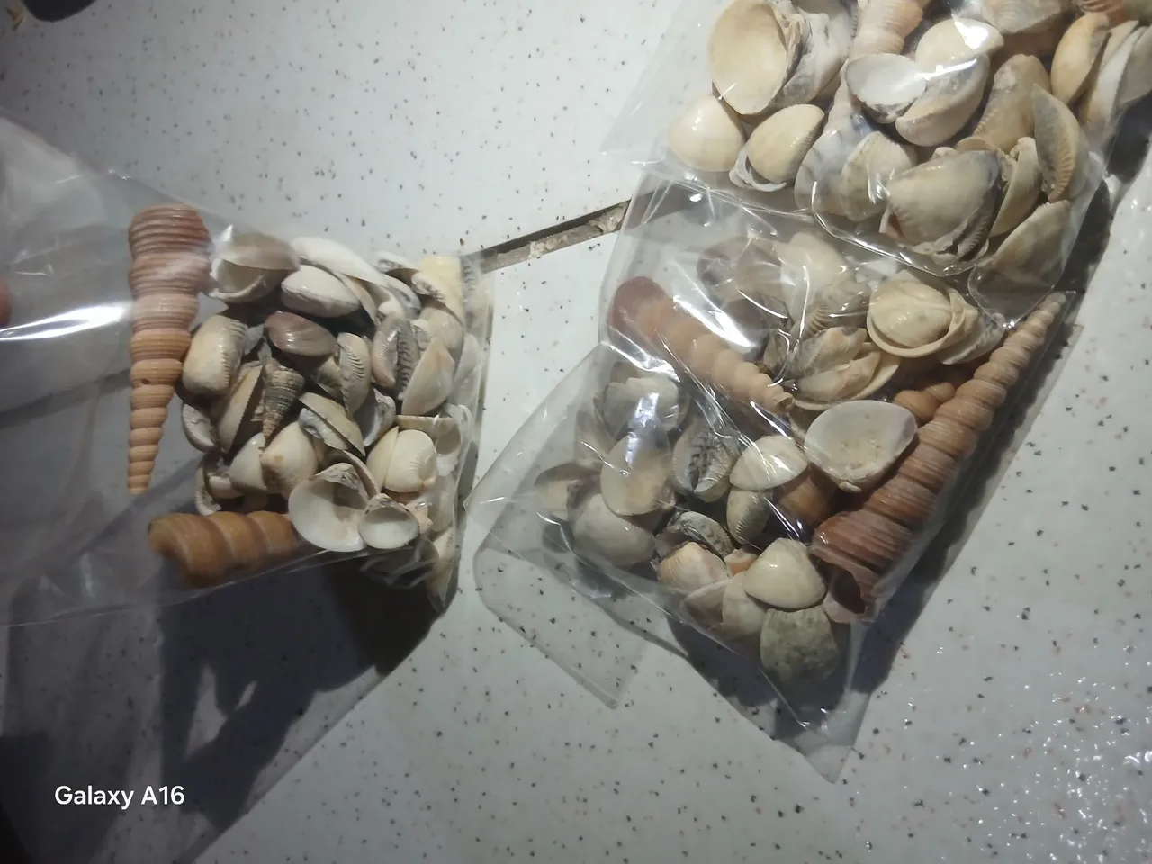 Conchas para decoração e artesanato