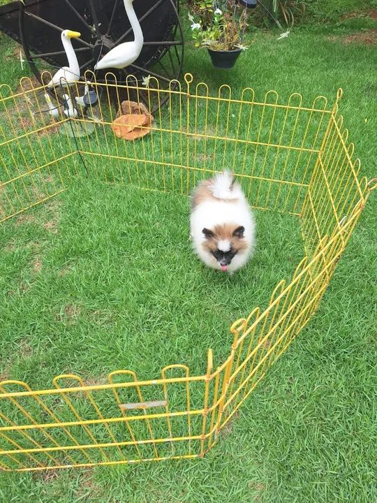 Filhote de Spitz Alemão