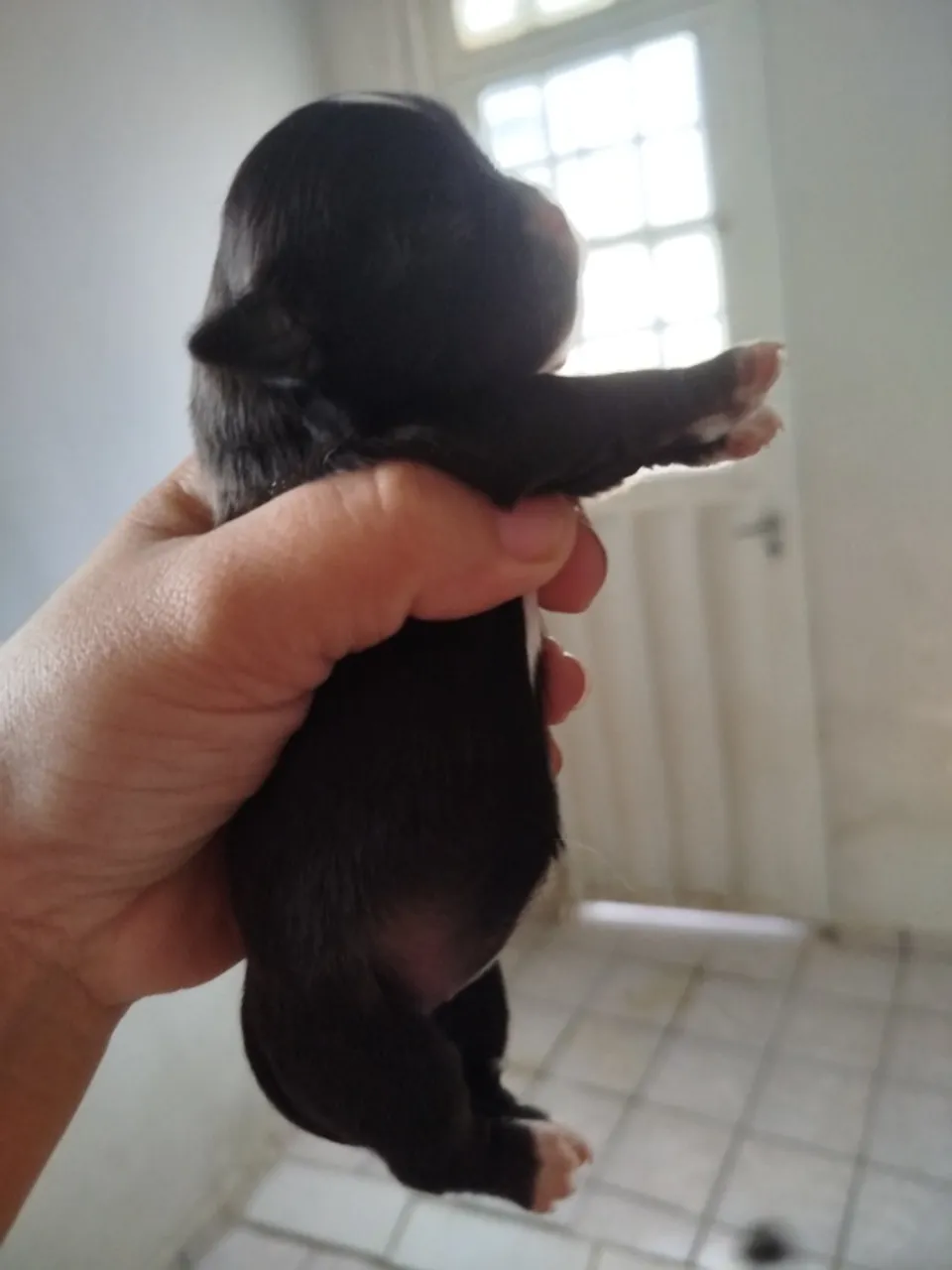 Filhote de Shih Tzu pra reserva