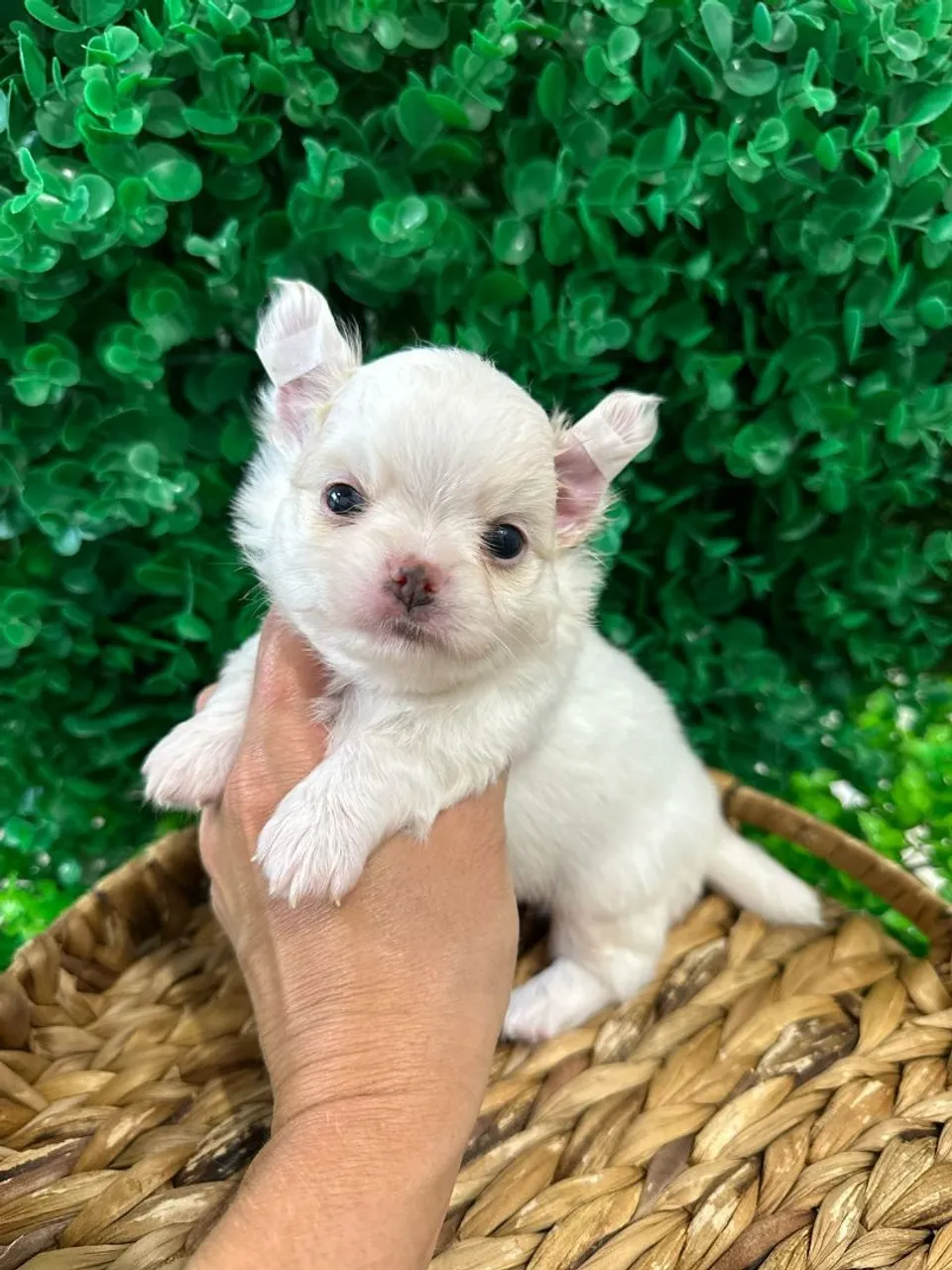 Chihuahua - Lindo machinho Pêlo longo branco e creme para reserva