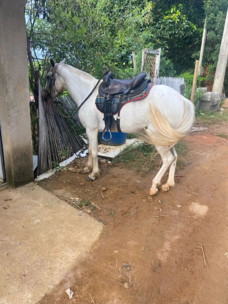 Égua porte médio picado  - Foto 5