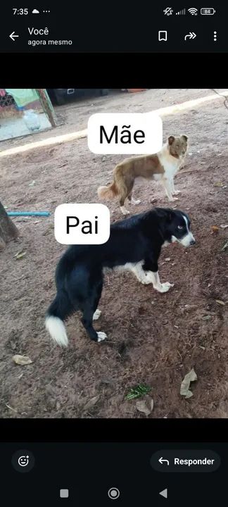 Vende se filhote de border collie  - Foto 3
