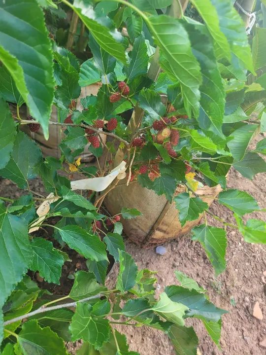 Mudas Frutíferas Enxertadas  - Foto 2