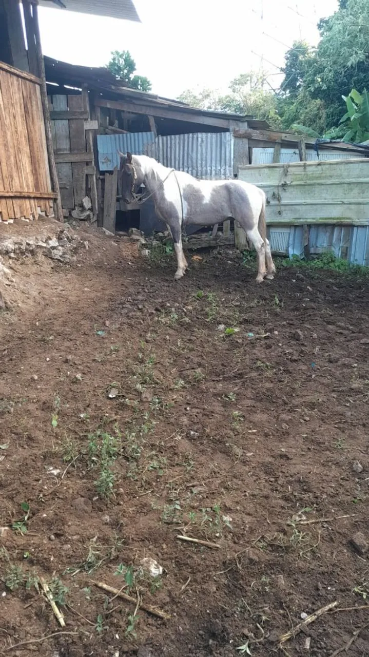 Cavalo tubiano para venda