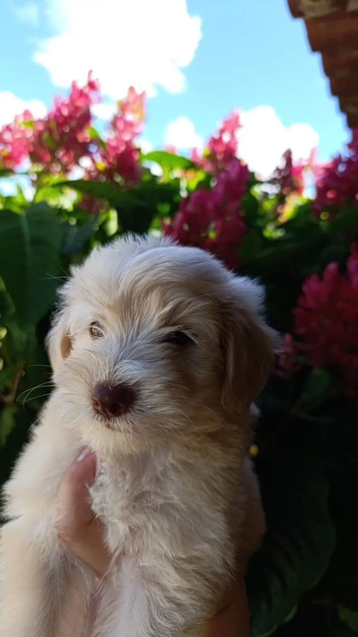 Poodle fêmea número 1