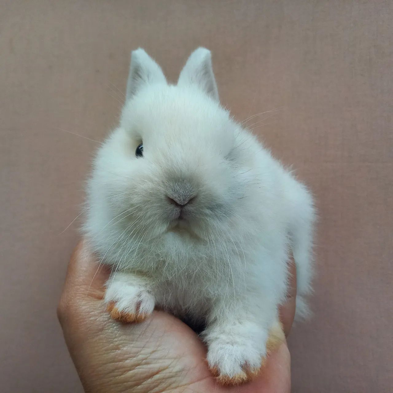 Coelho Anão Netherland Dwarf  - Foto 3