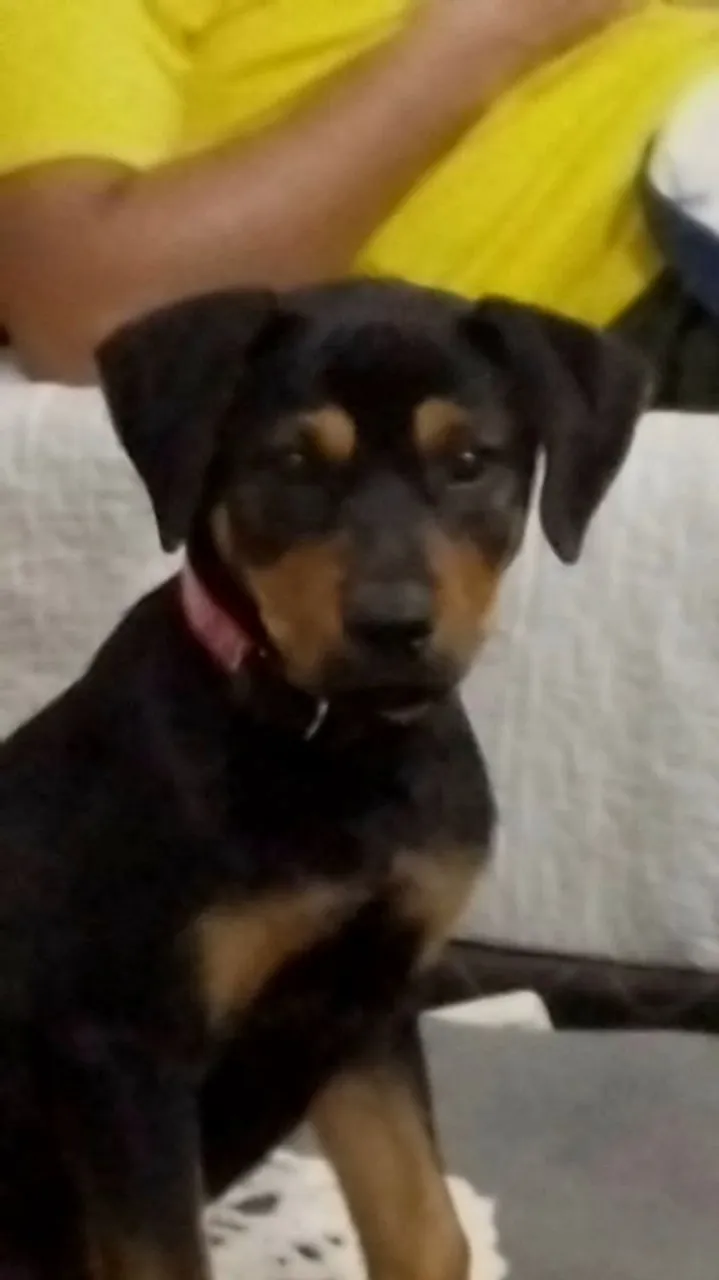 Filhote de Rottweiler com linda pelagem!