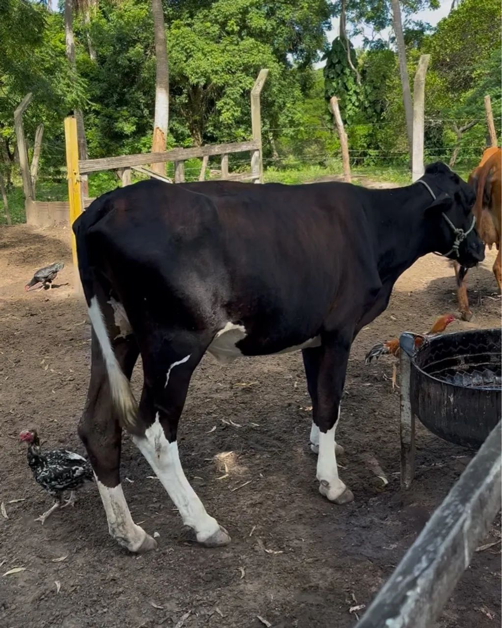 Novilha Holandesa - Foto 3