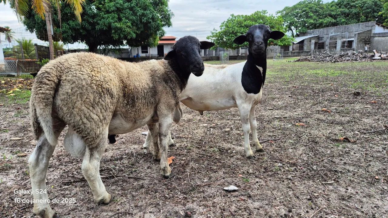 Vendo carneiros da raça Dorper PO (puro de origem) e 3/4 - Foto 6