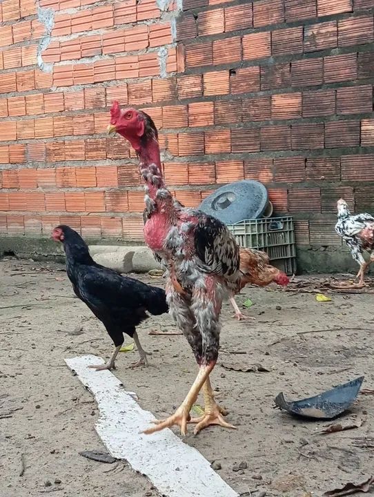 índio gigante - Foto 3