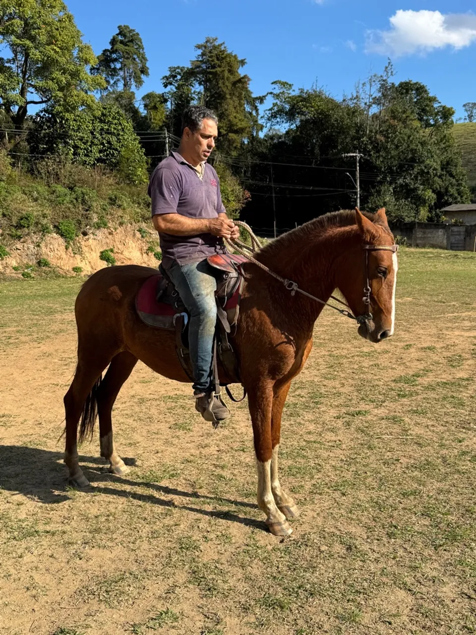 Égua mangalarga marchador registrada