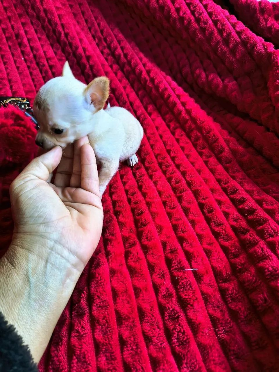 Chihuahua de Luxo micro de bolso  - Foto 4