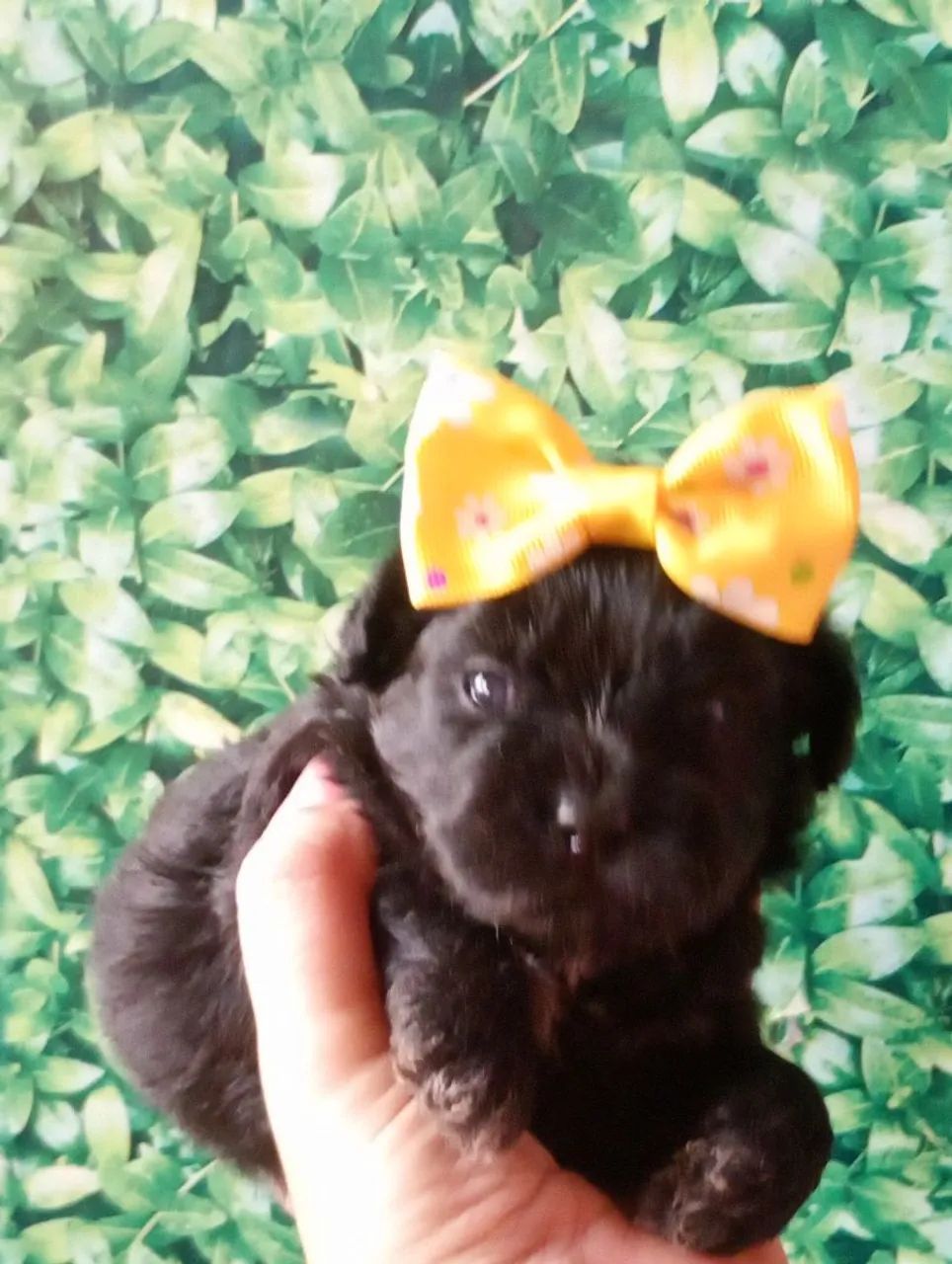 Shihtzu com poodle fêmea  - Foto 2