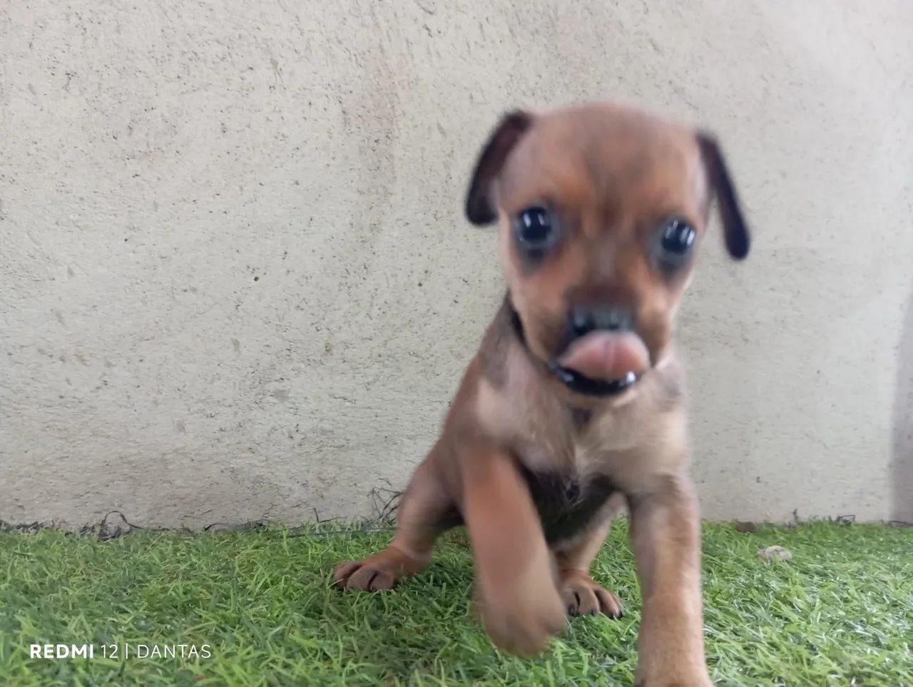 Filhote de Pinscher Miniatura - Foto 2