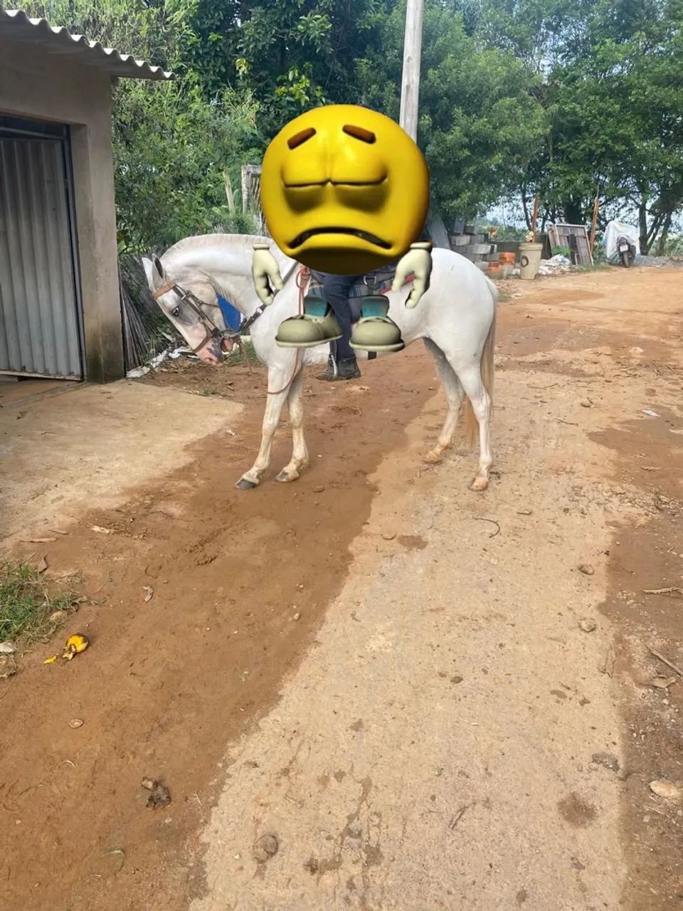 Égua porte médio picado  - Foto 2