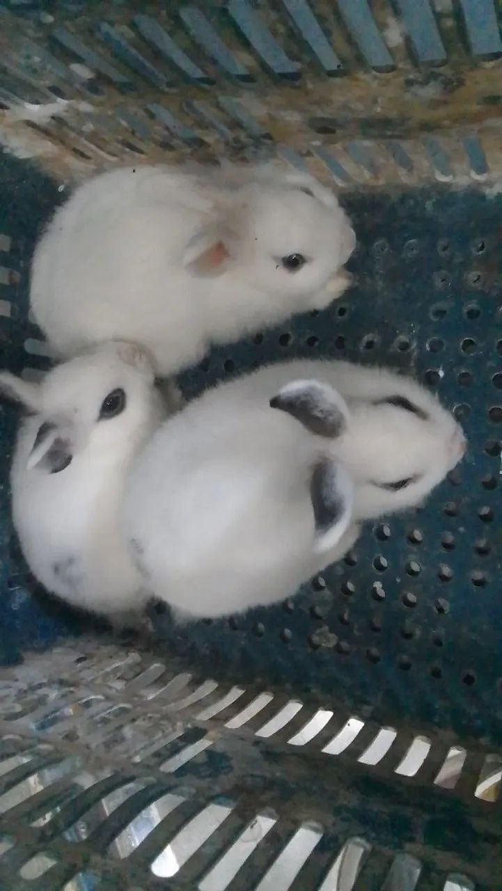 Vende-se coelho mini lop