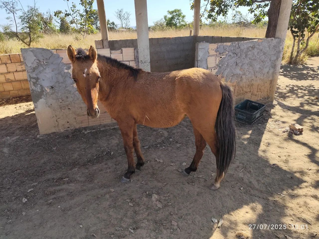 Um potrinho e uma potrinha. - Foto 5