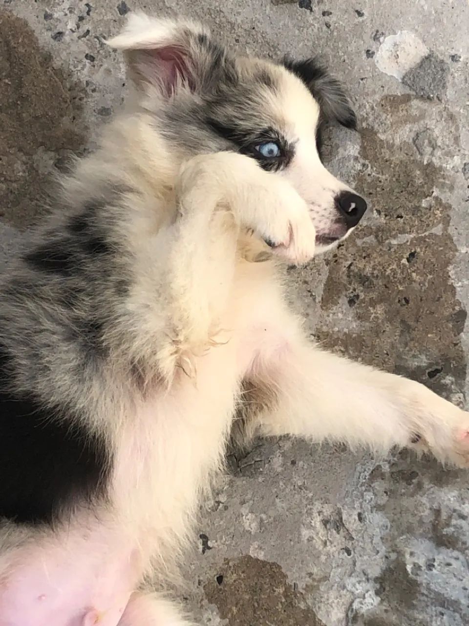 Filhote de Border Collie com olhos azuis - Foto 3