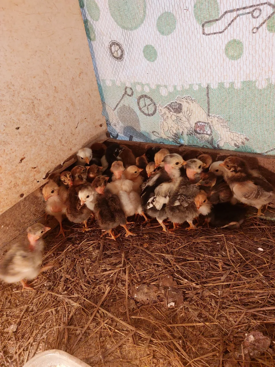 Pintinhos caipira