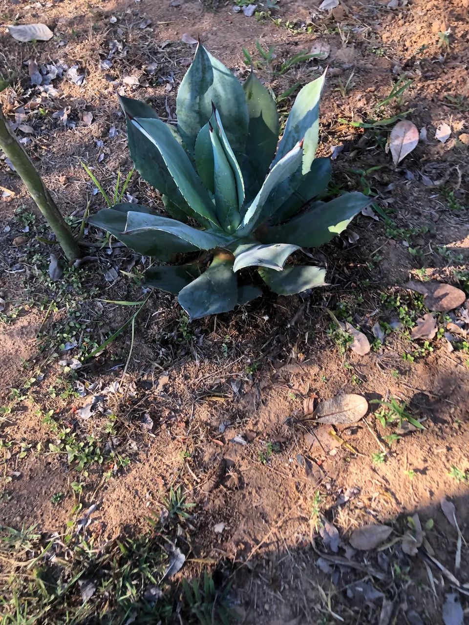 Mudas de Gávea Azul - Foto 5