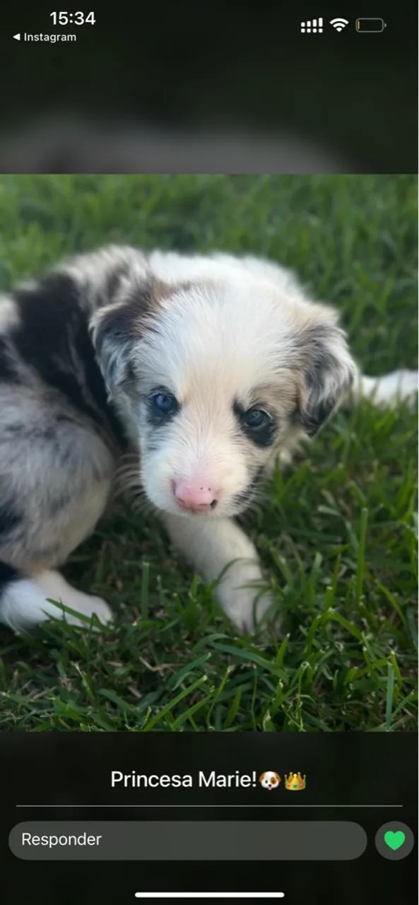 Border Collie c/ Pedigree CBKC - Foto 5