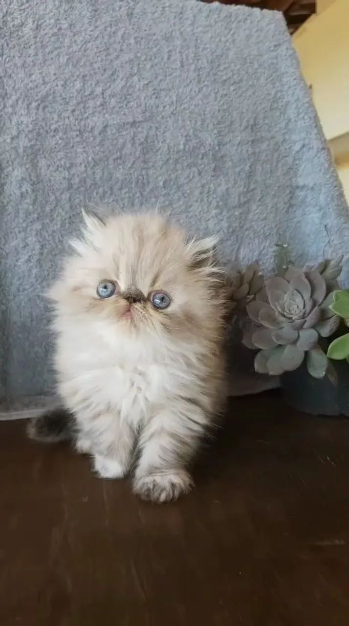 Gato Persa Show Puro 