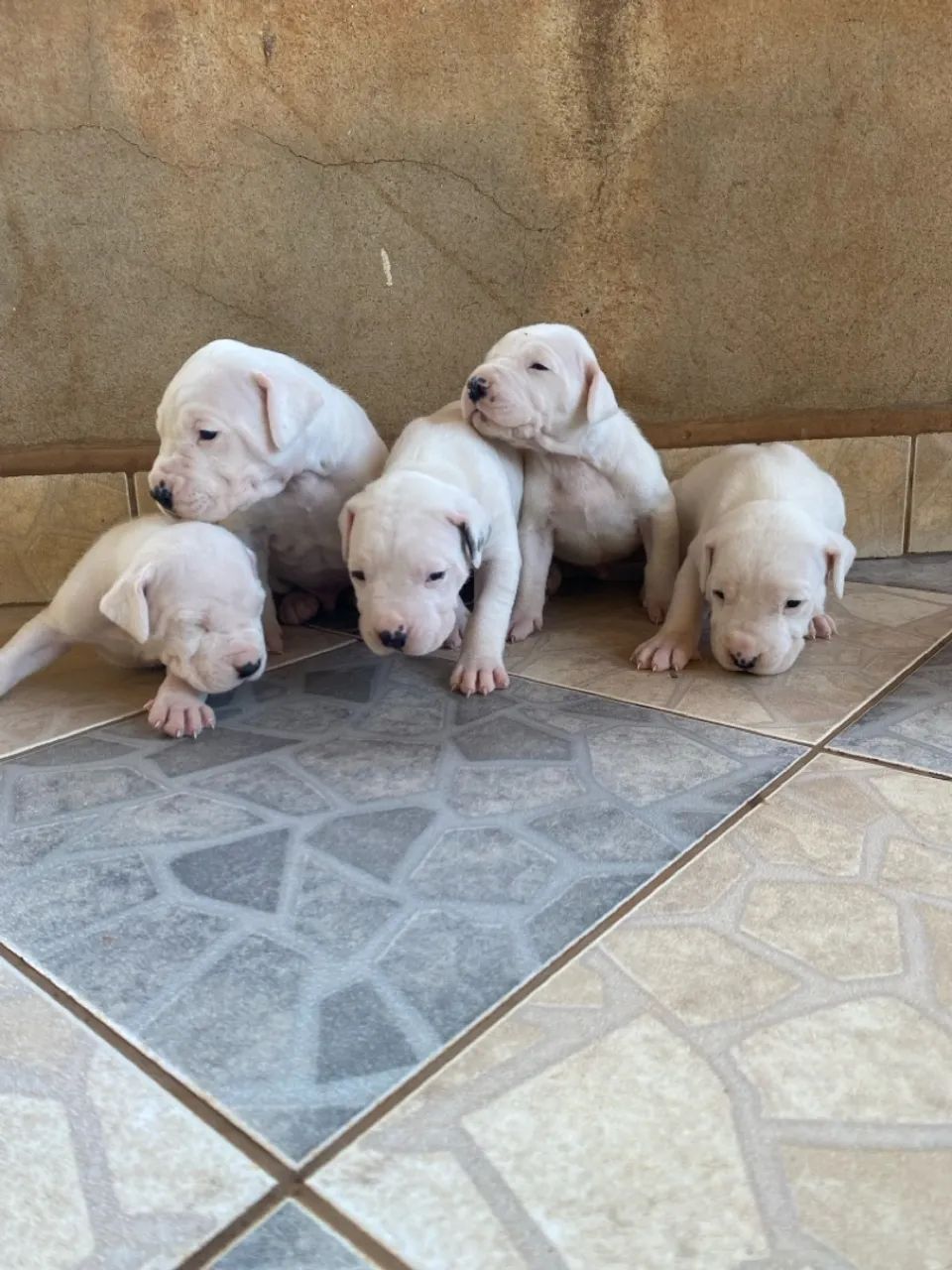 Filhote de Dogo Argentino - Foto 2
