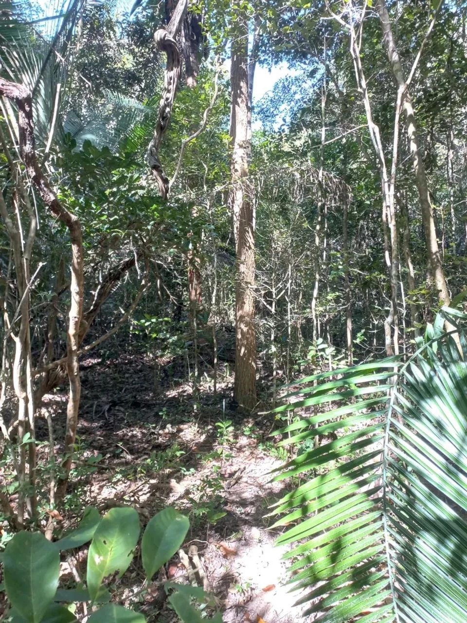Fazenda Piauí 324 Hectares Soja Pecuária - Foto 2