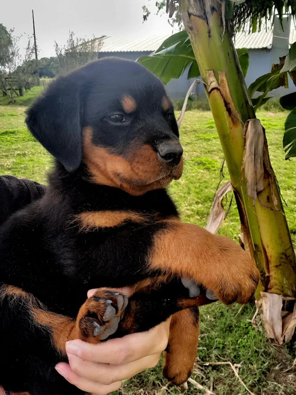 Filhote Rottweiler