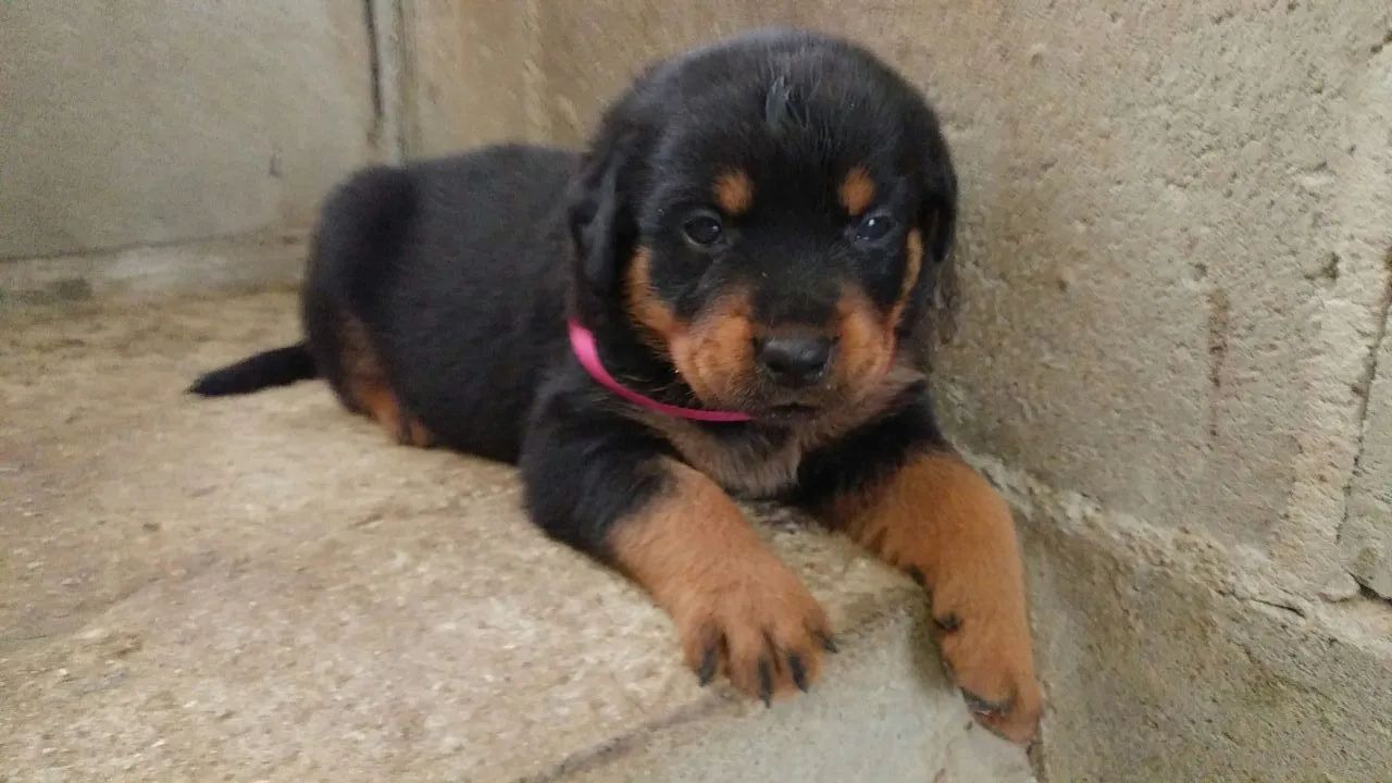 Três filhotes de Rottweiler - Foto 4
