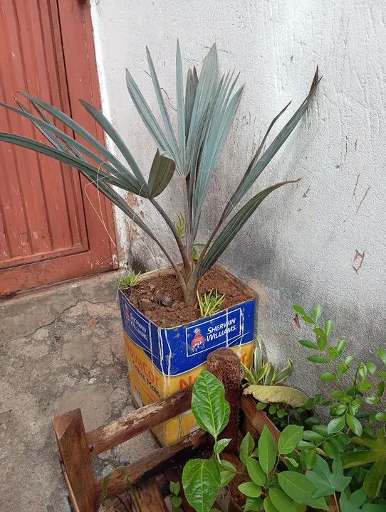 Palmeira Azul Bismarck na lata 300 reais 