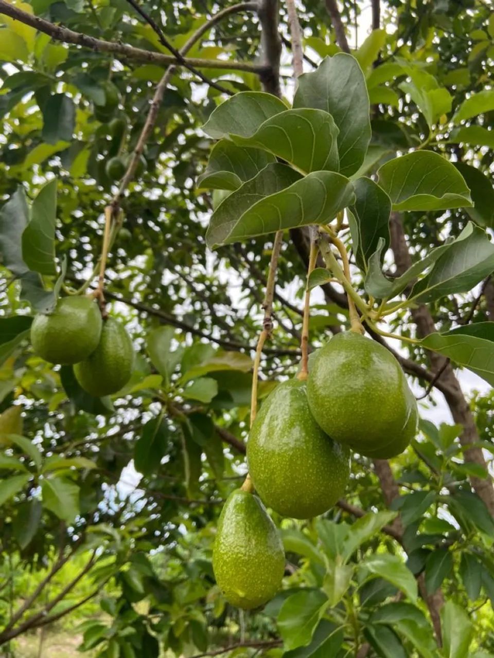 ENXERTADO: ABACATE MANTEIGA, FRUTÍFERAS, PARA VASOS  - Foto 3